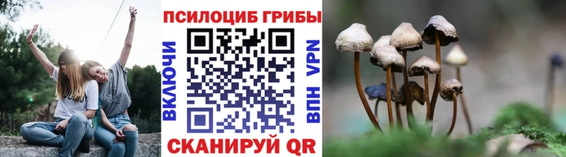 Галлюциногенные грибы Psilocybe Пласт